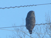 Great Grey Owl (Great Gray Owl) from my living room window.