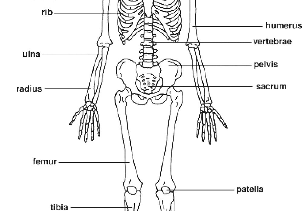 The bones form. Скелет человека по частям. Скелет презентации на английском. Bones form forms the Skeleton of the body. Skeleton Bones names.