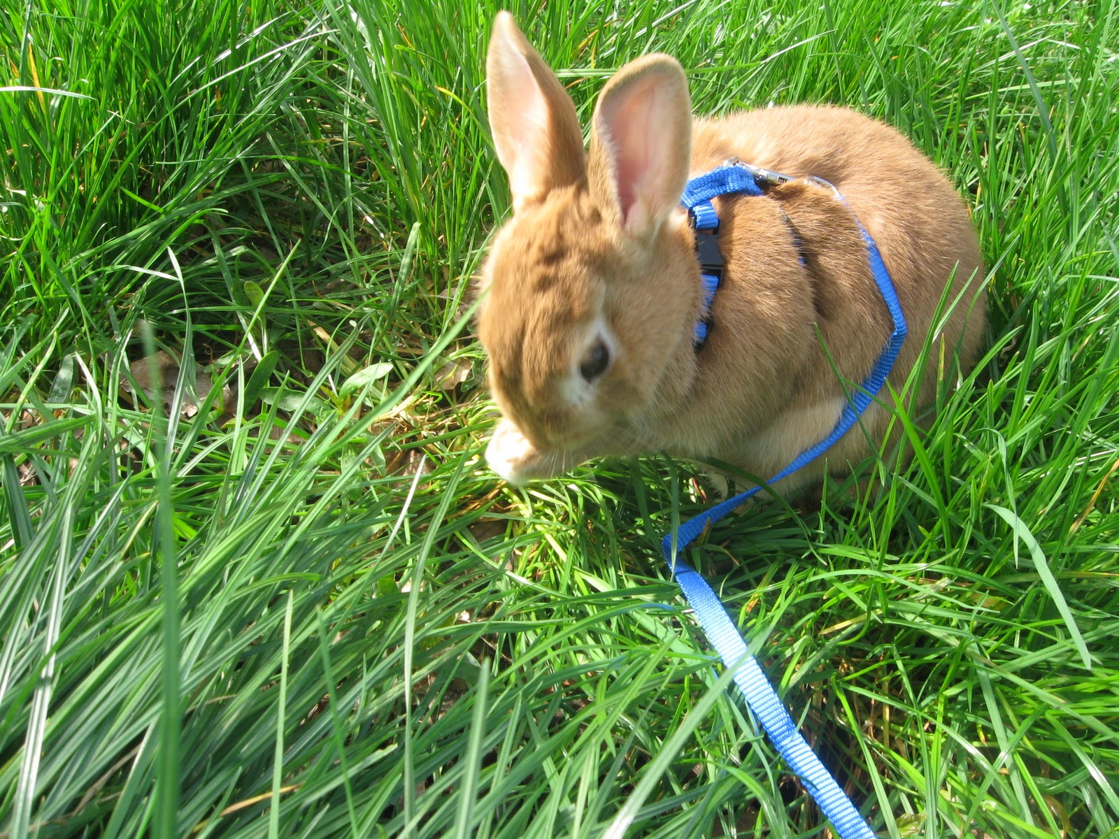 Uniflame Creates Meet the rabbits