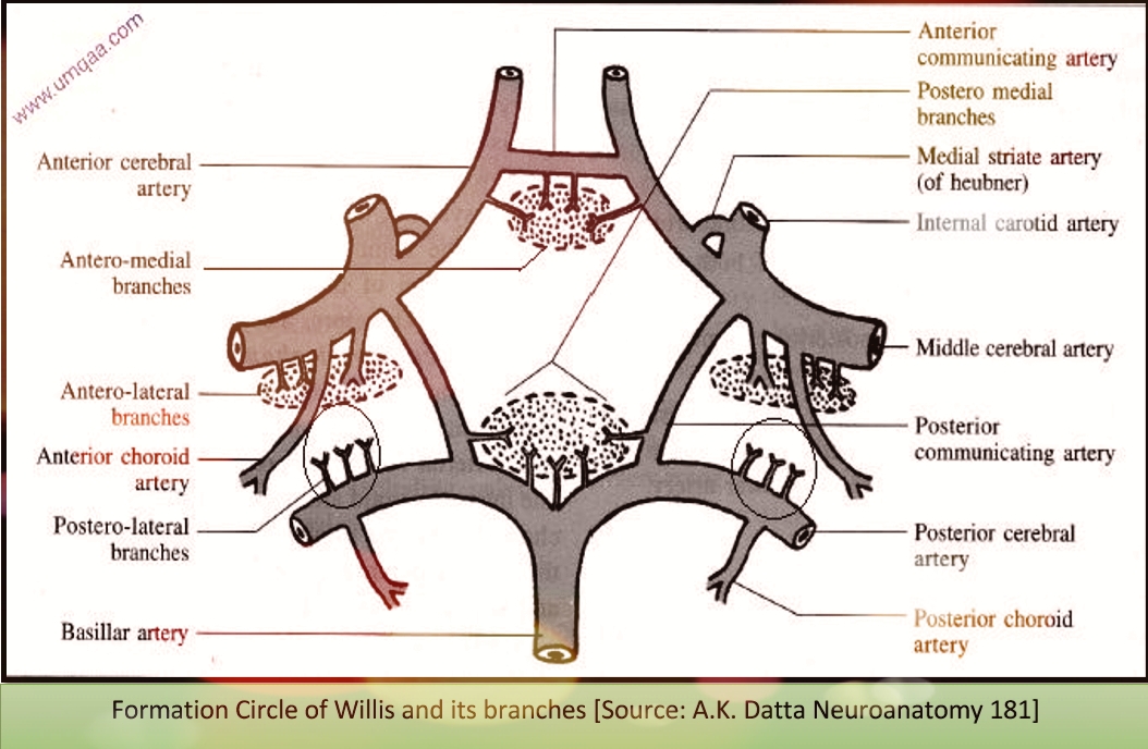 circle of Willis