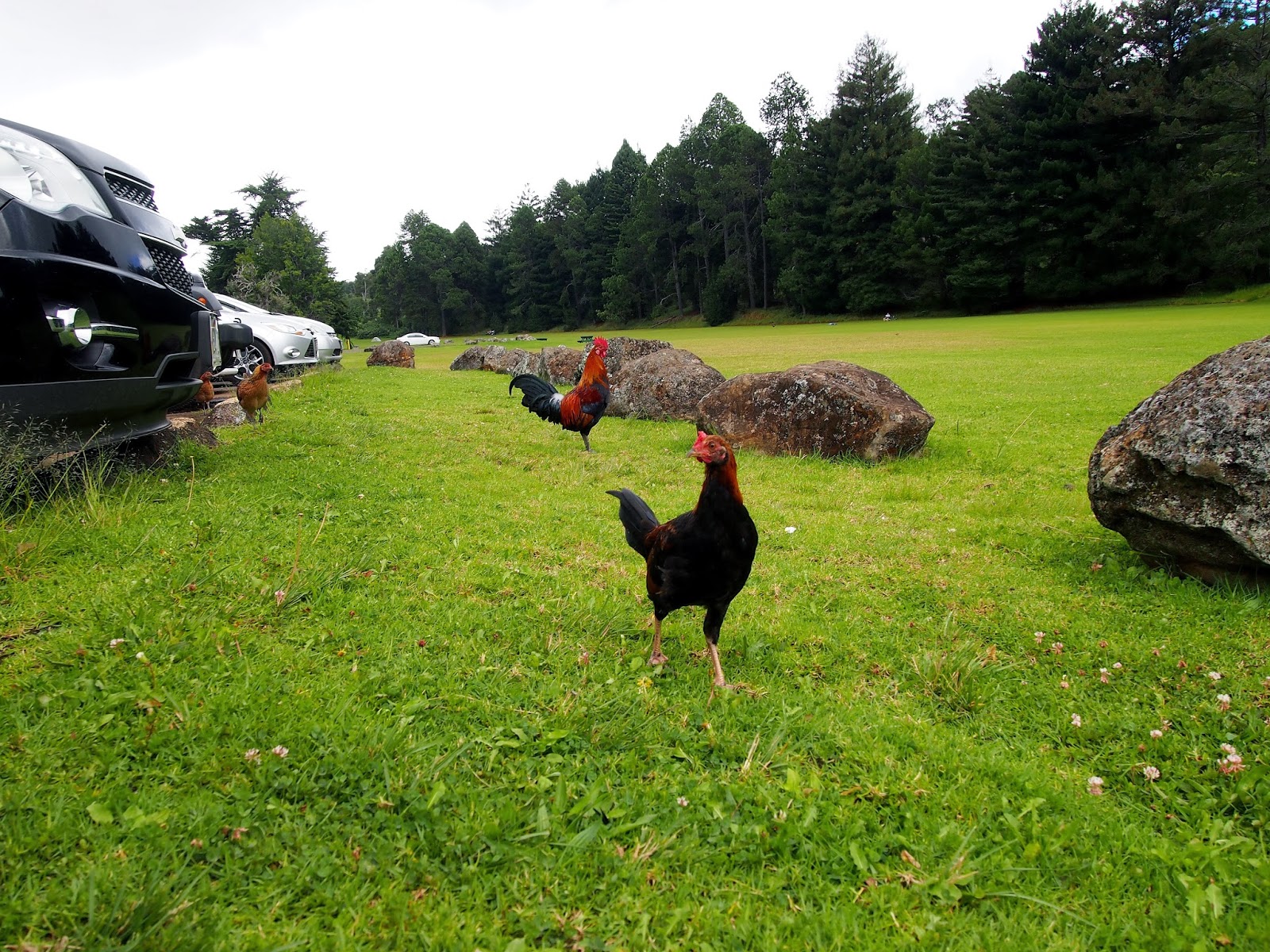 Twisted Fern Farm Kauai Chickens