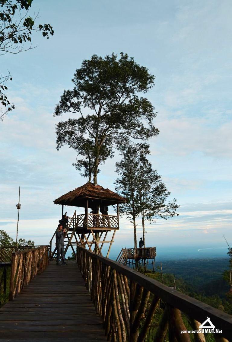 Keren Nih, Ada Rumah Pohon Habitat di Langkat - Pariwisata Sumut