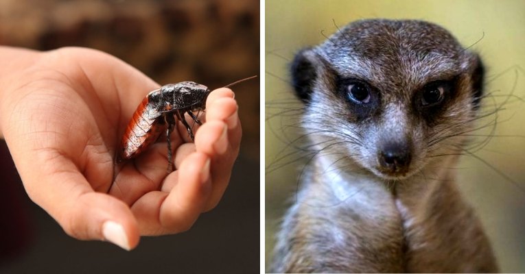 Zoo Named Cockroaches After People's Exes And Fed Them To Meerkats On Valentine’s Day
