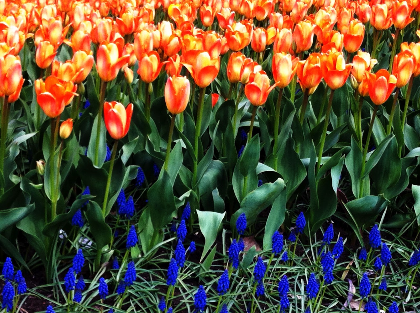 The Brown Knowser Wordless Wednesday May Flowers