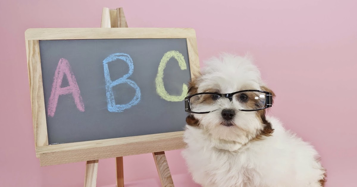 Собака за партой. Турецкие школьники. Младший школьник с домашним животным. Какое животное со школьных лет. Школа для собак.