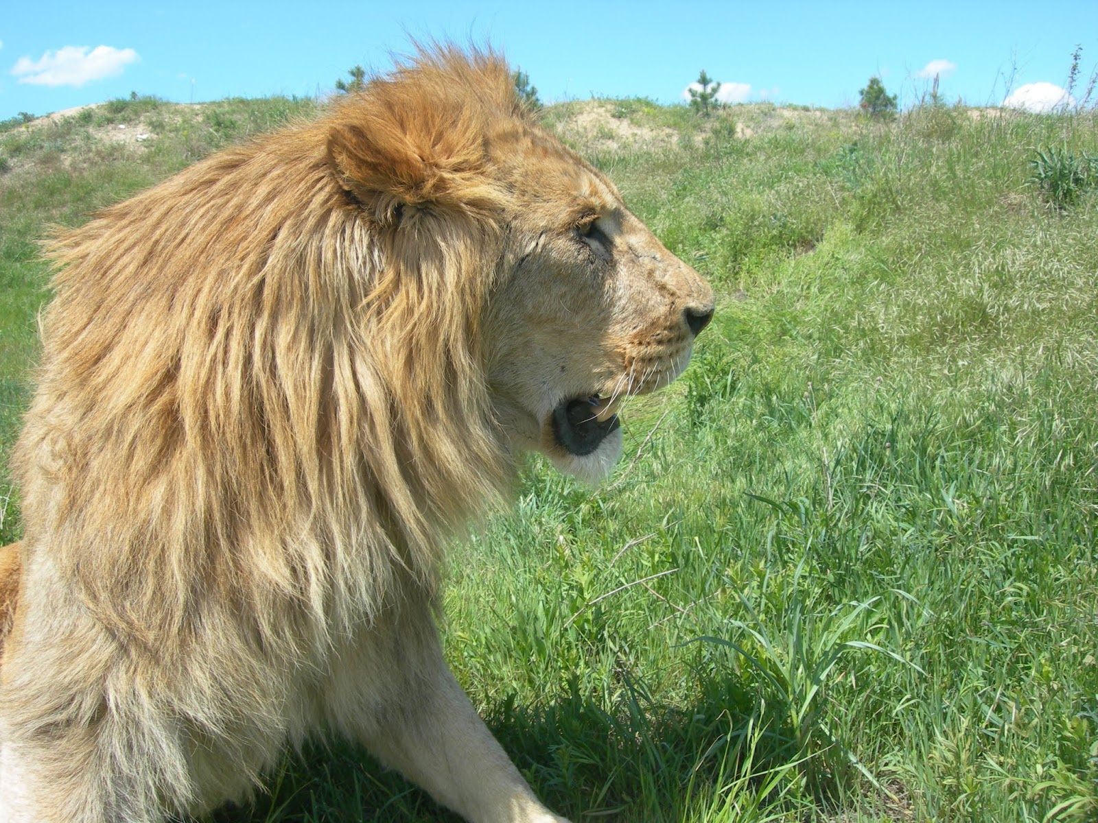 Камуфляж тайган. Тайган порода собак. Тайган одежда. Тайган одежда. Олег зубков парк львов тайган.