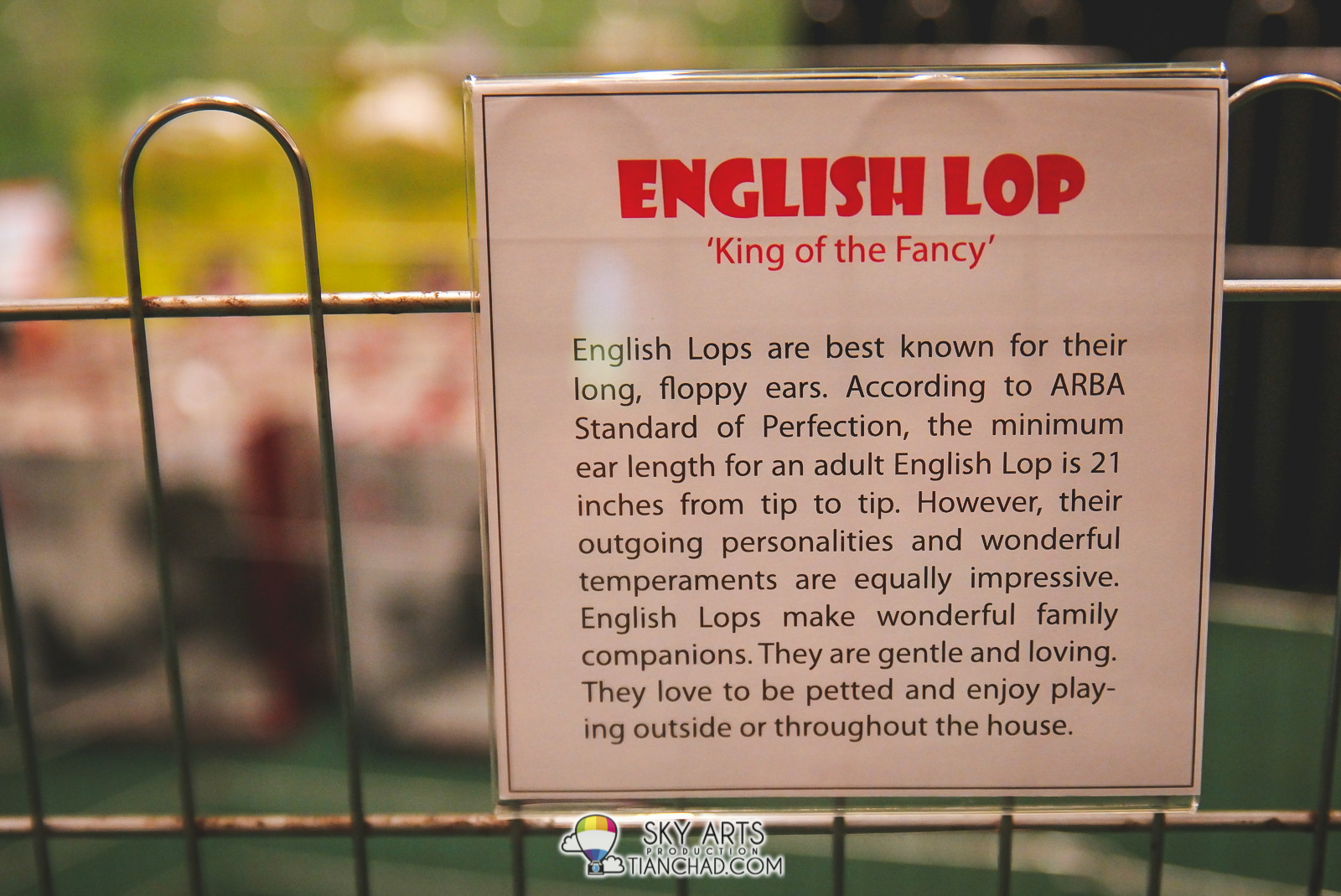 Description for English Lop