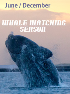 Right Whale season