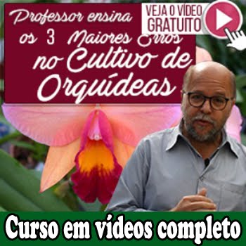 Como Cultivas Orquídeas