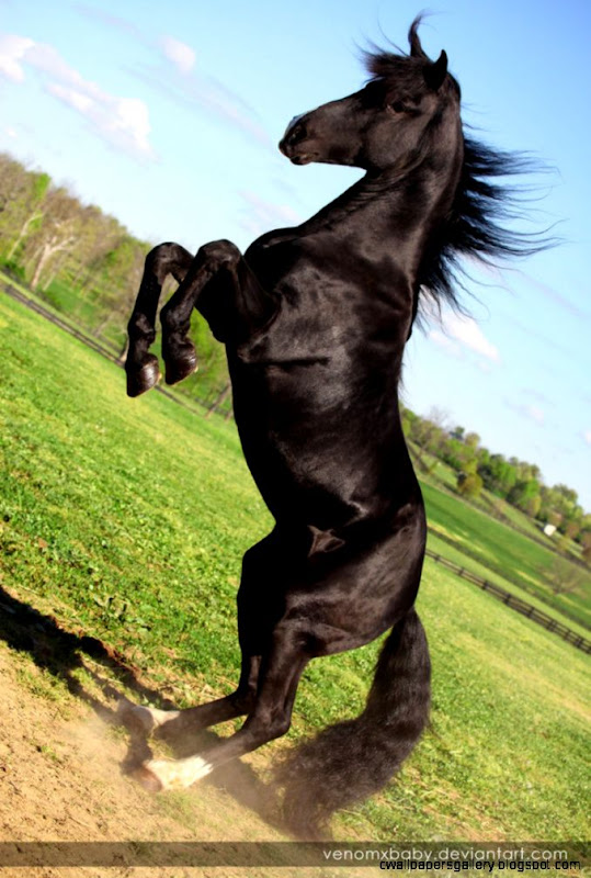 Black Stallion Rearing | Wallpapers Gallery