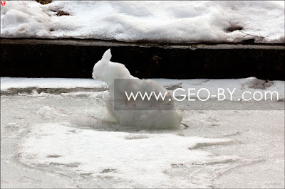 Snowy hare on the ice of channel. It will not stay long, ice soon melts