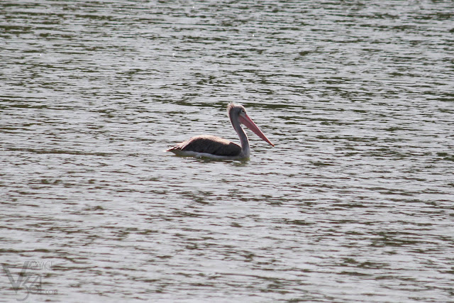 Spot Billed Pelican Spot Billed Pelican
