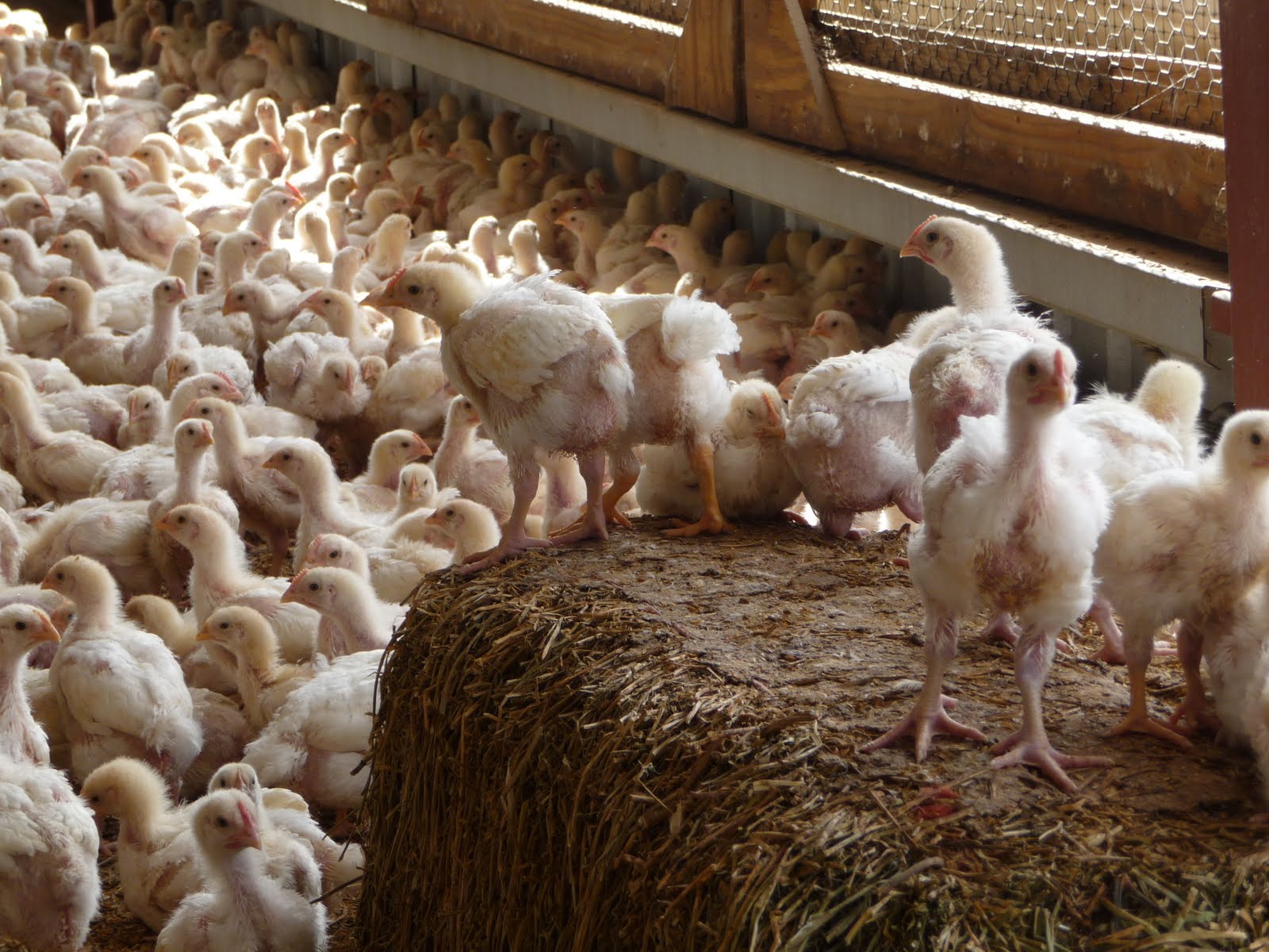 Mikey Likes Food! Pitman Farms Visit Mary's AirChilled Chickens