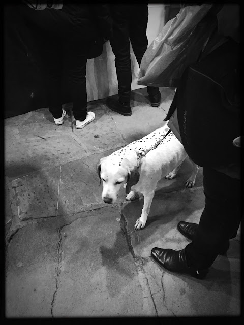 Dogs of Florence, dogs, Florence, Italy, canines, travel