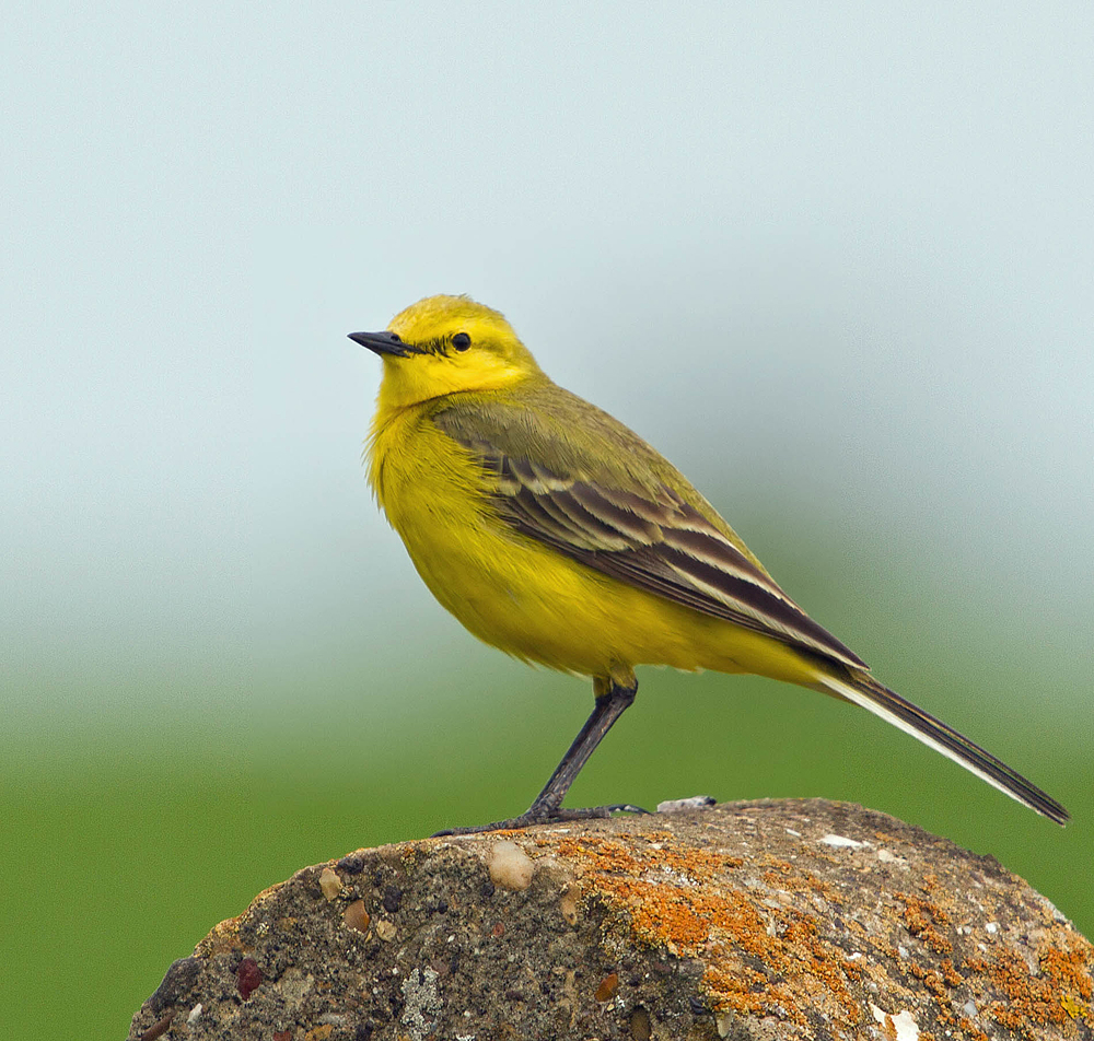 CAMBRIDGESHIRE BIRD CLUB GALLERY Yellow Wagtail