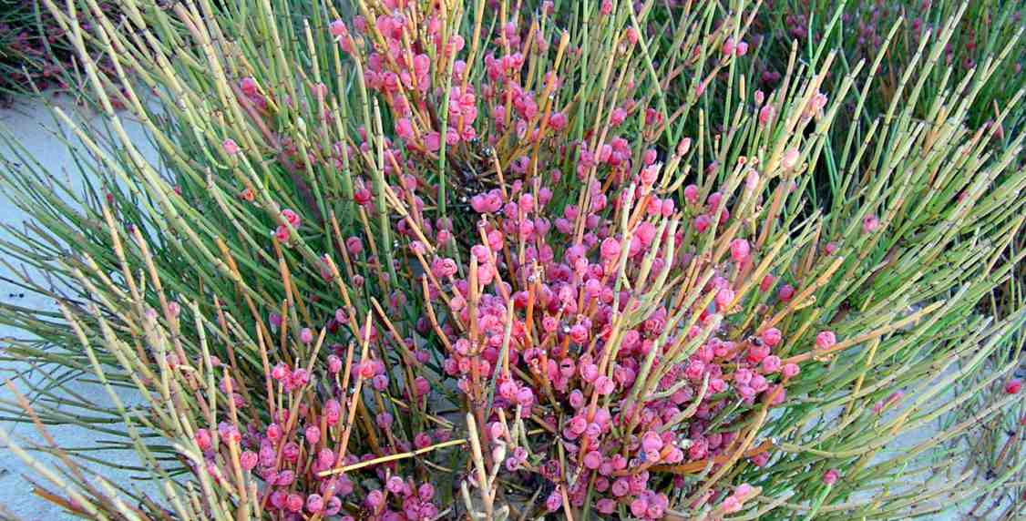 Ephedra