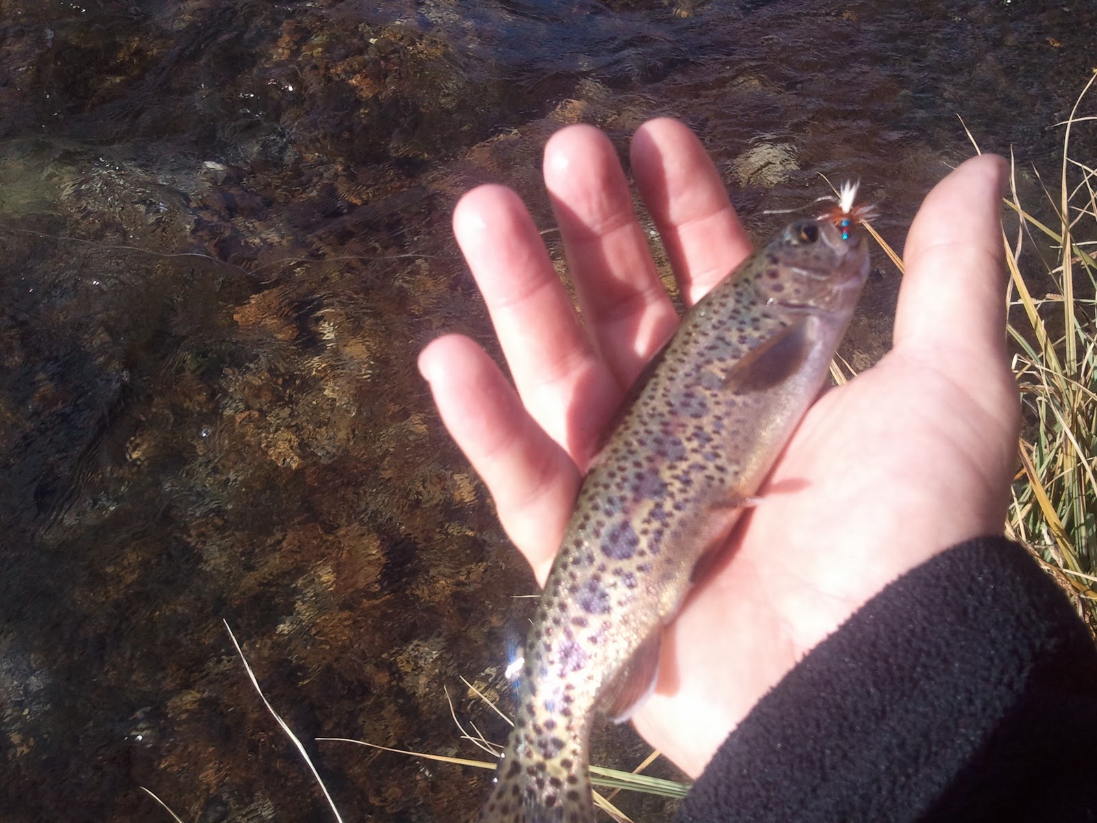 Central Pa Trout Bum Gotta love those wild Brookies!