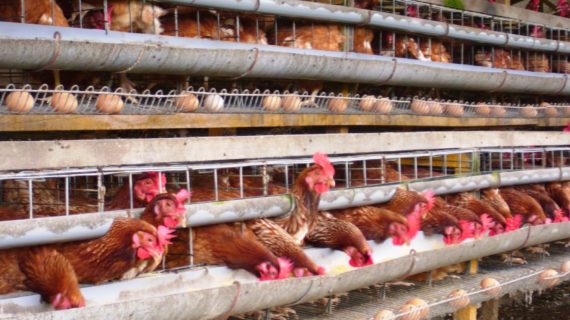 Ternak Ayam Petelur Analisa Usaha Ayam Petelur