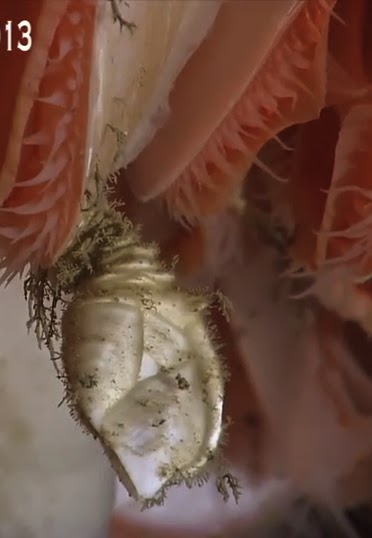 The Echinoblog: Echinoblog's Okeanos Explorer Deep-Sea Round Up!