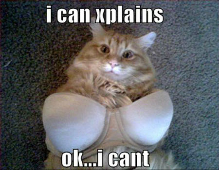 funny-cat-underwear.jpg