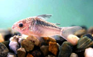 Jenis Ikan Corydoras elegans