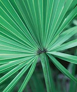 Hormone Balance for Men & Women