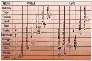 Kemunculan dari beberapa kelompok binatang dan tumbuh-tumbuhan dalam kurun waktu geologi, mulai dari zaman Kambrium hingga ke zaman Kuarter.