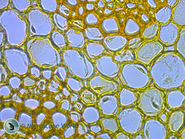 Convallaria (Lily of the Valley) under a Zeiss microscope.