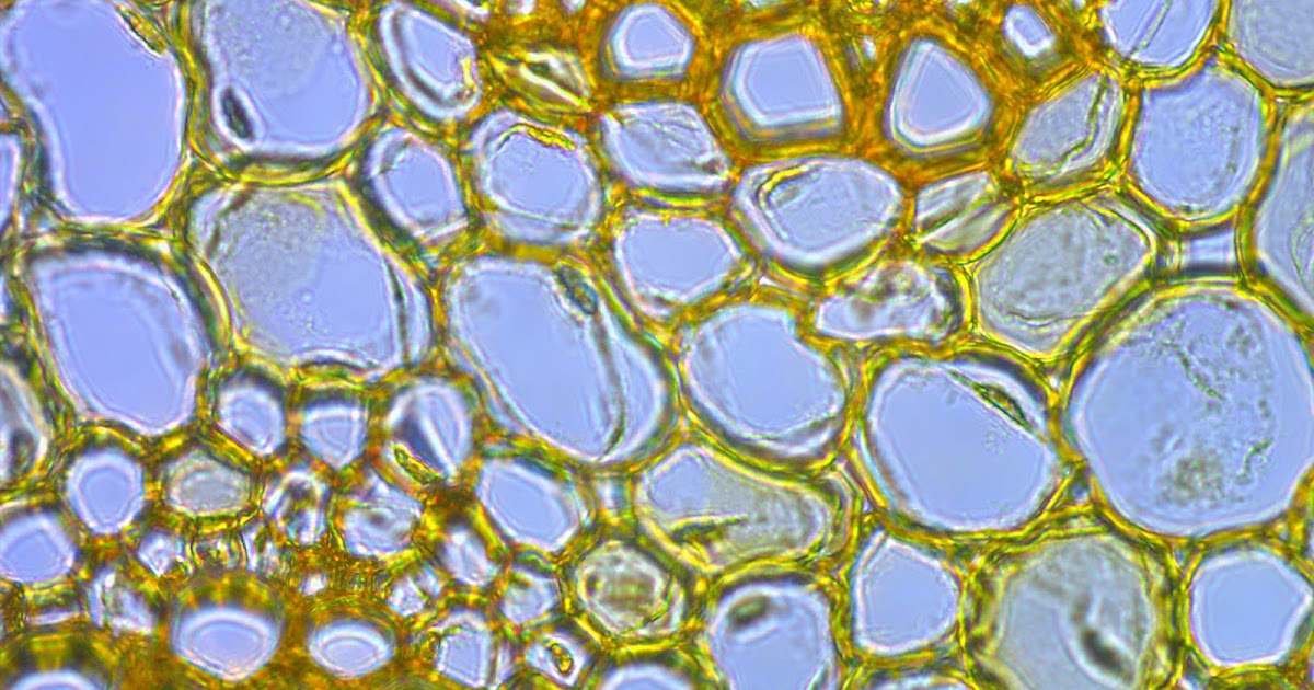 Microscope World Blog: Spring Flowers under the Microscope
