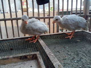 Ayam Mutiara Silver Usia 1 Bulan