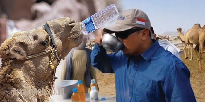 Bolehkan Meminum Air Kencing Unta Untuk Obat? Para Ulama....