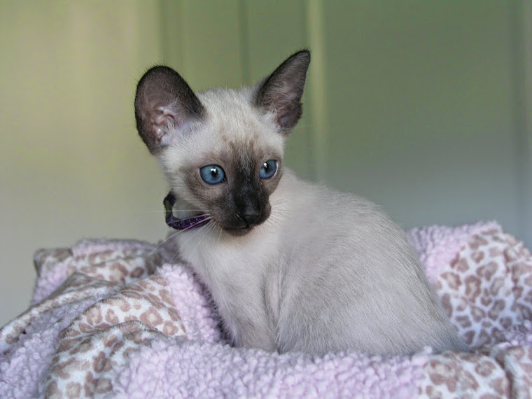 Carolina Blues Cattery Siamese Kittens for Sale Siamese Kittens for