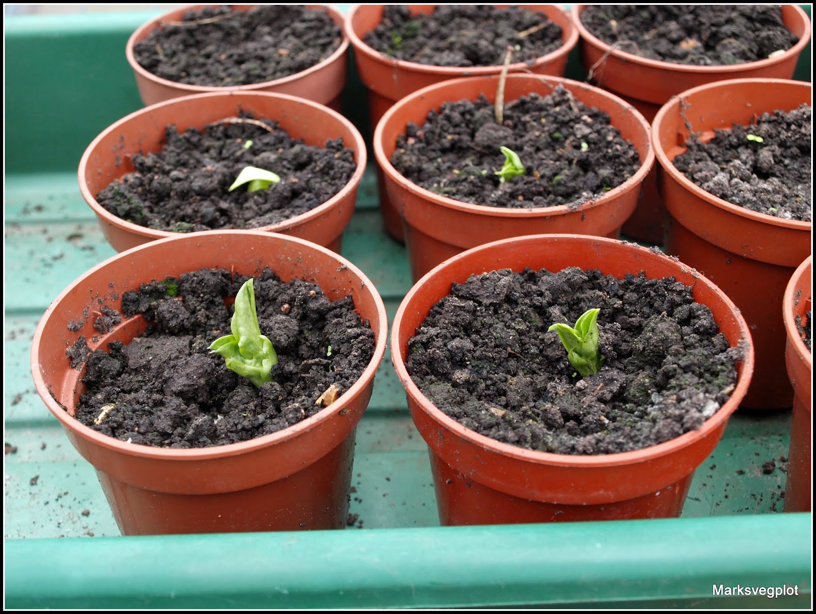 Mark's Veg Plot Supporting Broad Beans