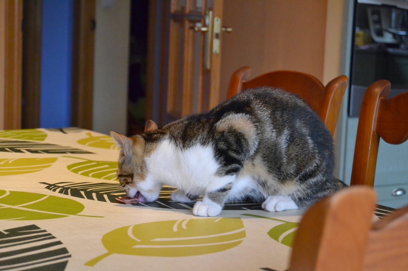 Mi Gato Se Sube Encima Mio