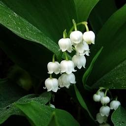 http://www.momes.net/dictionnaire/minidossiers/je-sais-tout/muguet-mai-presentation.html