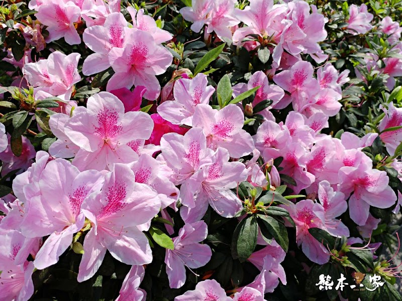 中正紀念堂櫻花花況3月拍攝|中正紀念堂賞櫻地圖|原生櫻花區-大漁櫻-山櫻花-重瓣緋寒櫻