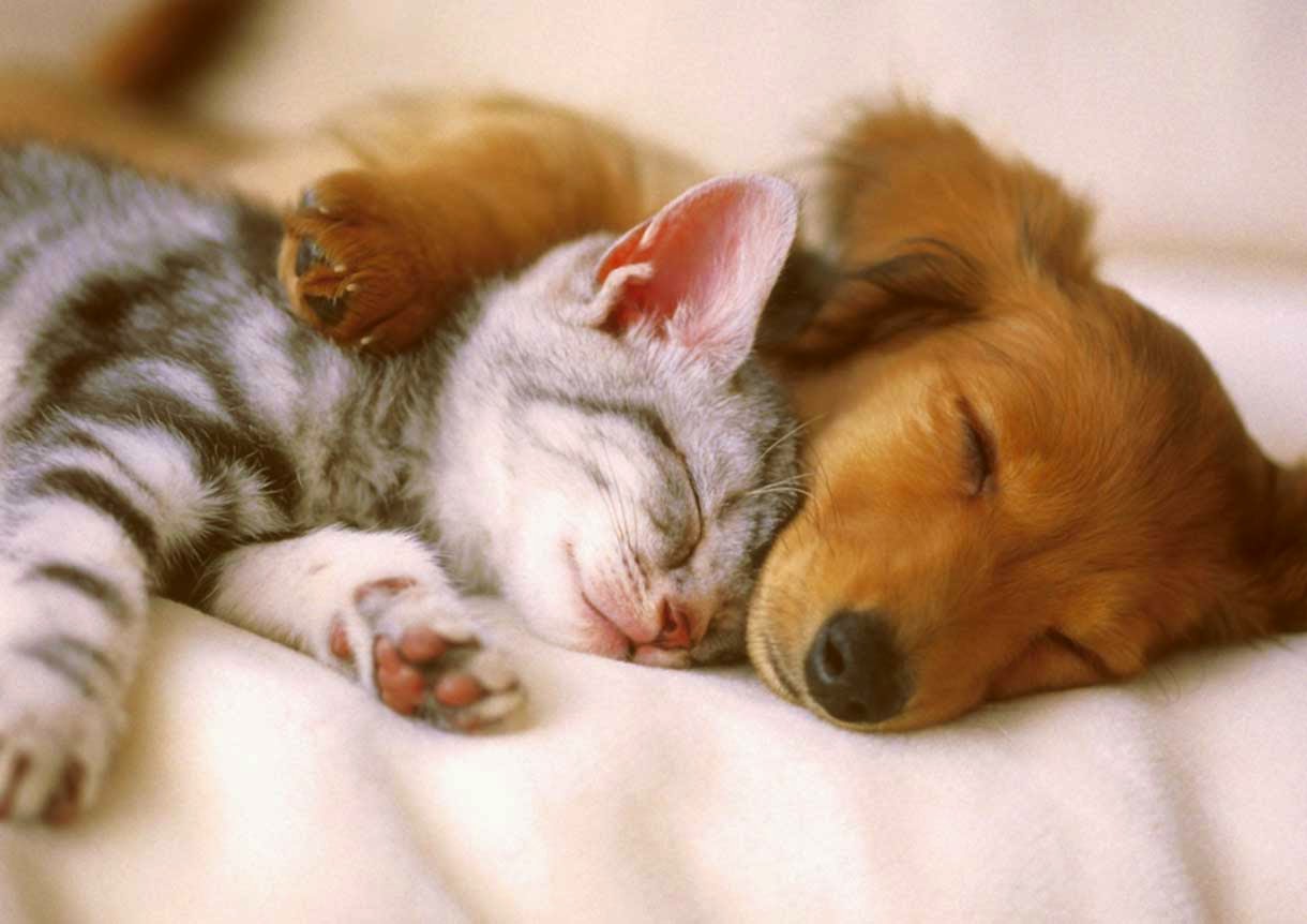 Cute Cat & Dog Sleeping with Love