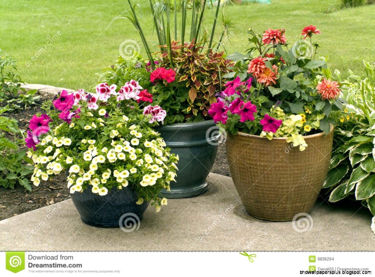 Flower Pots With Blooming Flowers Stock Images   Image 9836294