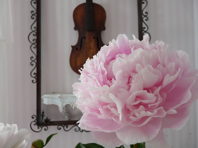 Heavens rosé Cottage Die schönste Rose der Welt