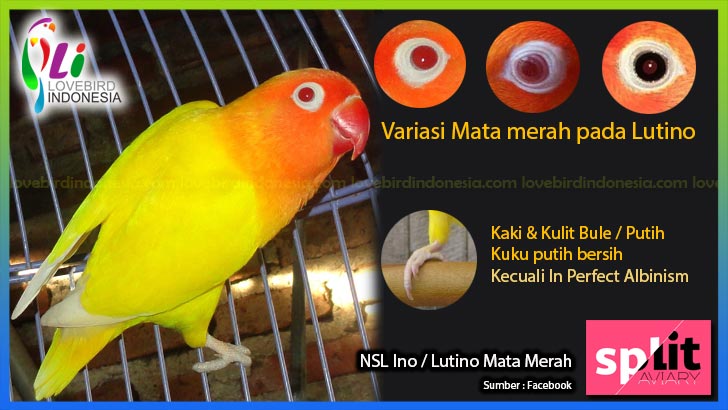 Unduh 45 Foto Gambar Burung Lovebird Mata Merah Paling Unik Free