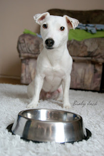 biały jack russell terrier, problemy przy jedzeniu