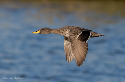 Birds in Flight Photography Shoots Woodbridge Island / Cape Town  