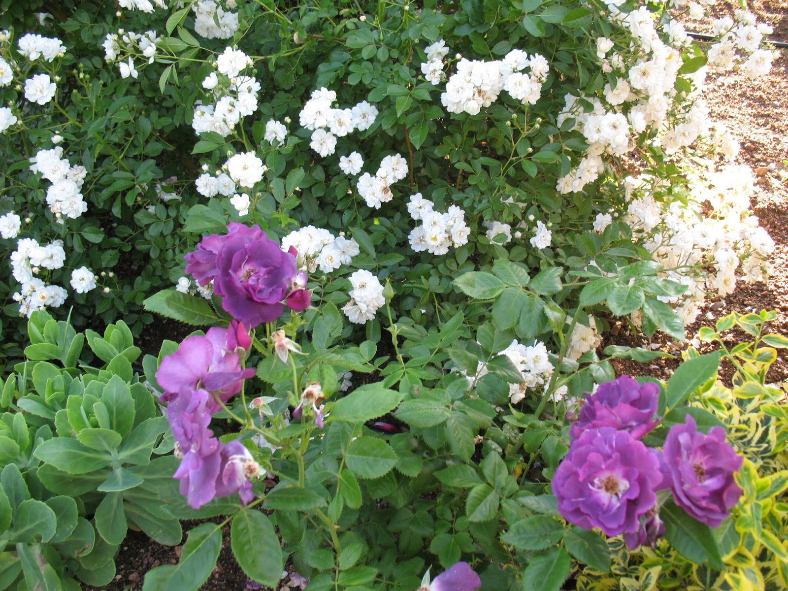 Roses du jardin Chêneland: Rosiers polyanthas