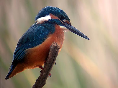 Martín pescador