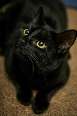 Bombay Cat breed