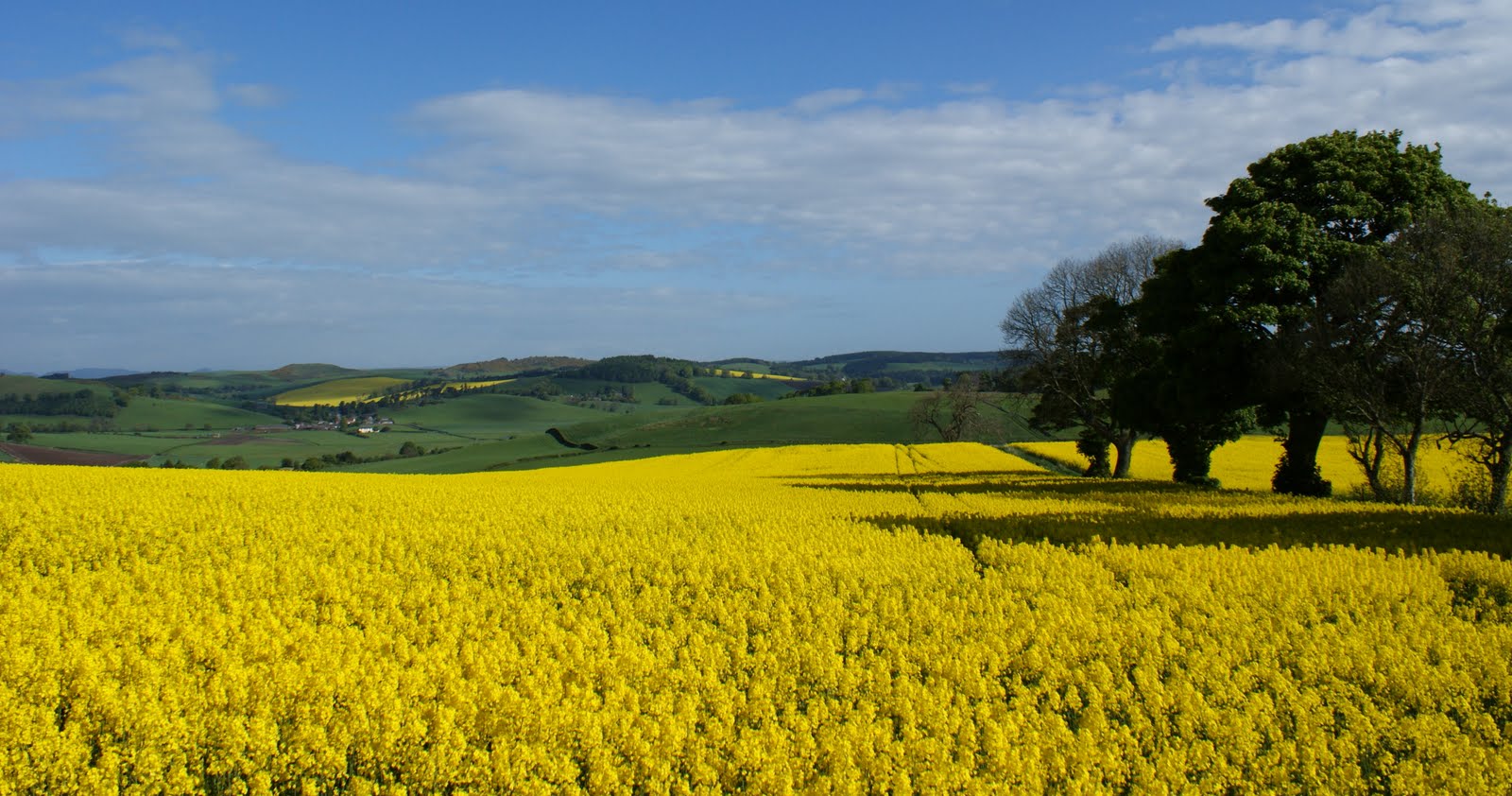 Tour Scotland Tour Scotland Photographs Fields Of Yellow North Fife