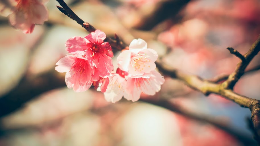 Beautiful, White, Pink, Flowers, Nature, 4K, #148