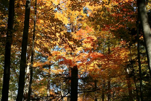 Model Scenery Railway Wargame Tree Leaves Foliage Dark Autumn Mixed Fine Leaf 