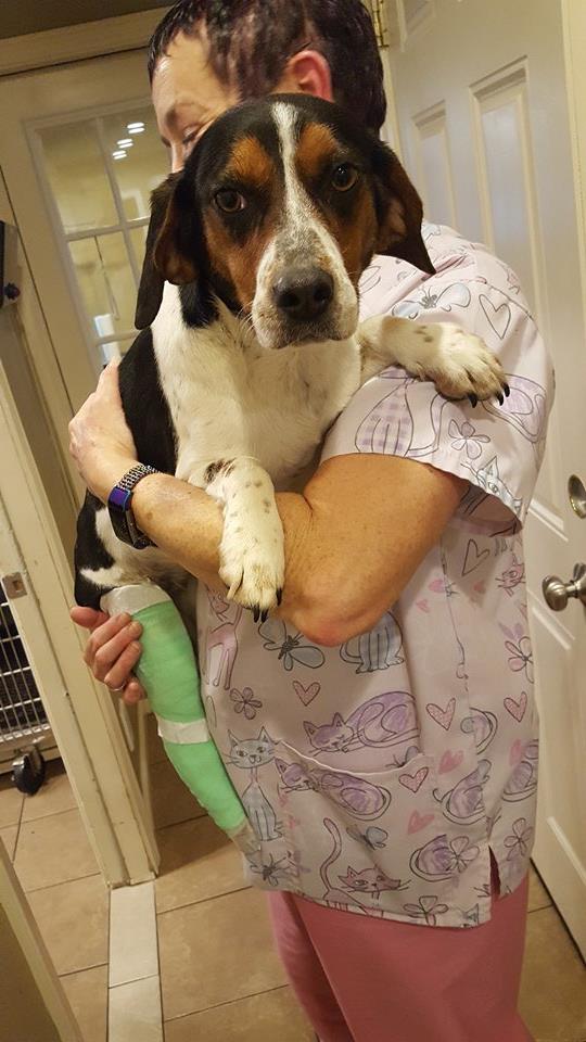 TLC Animal Shelter News