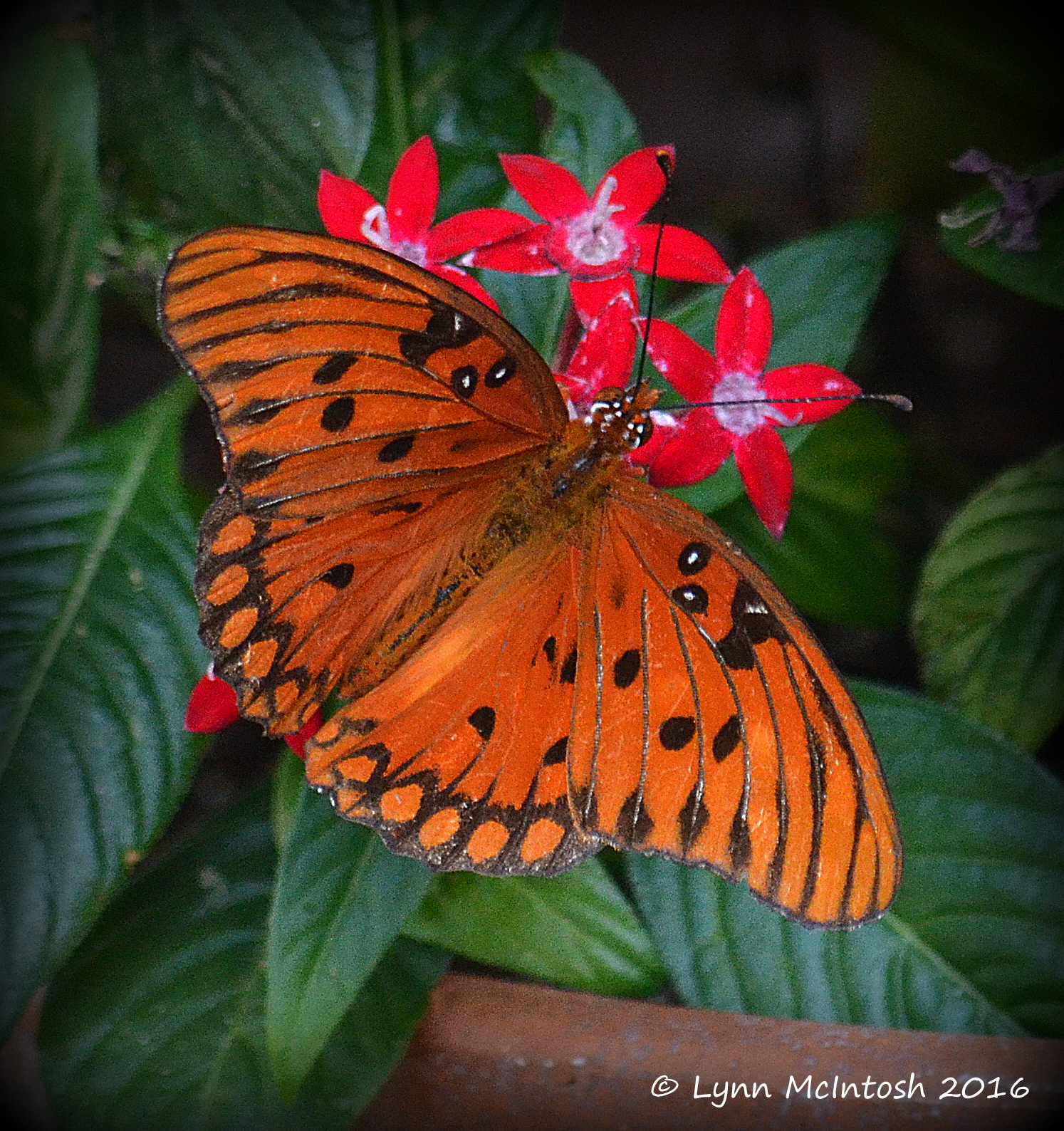 Southwest Florida Gardener My Butterfly Friends